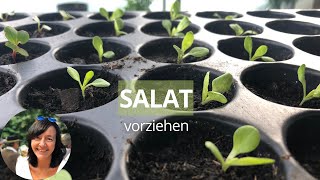 Salat vorziehen  Salat richtig aussäen und pikieren  Salat aussäen Balkon [upl. by Airolg]