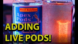 Adding Live Pods To Your Reef Tank \\ Reef Nutritions Live Copepods [upl. by Tymon]