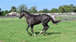 Papeete3 yr old OTTB gelding 163h  not restarted [upl. by Silado]