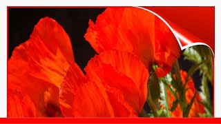 Collecting Nasturtium Seed [upl. by Bobette]