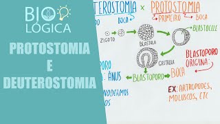 BIO LÓGICA PROTOSTOMIA E DEUTEROSTOMIA [upl. by Aniar]