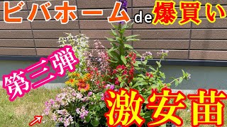 【激安】ビバホームで激安苗を爆買い【第三弾】植え替え カランコエインパチェンスガイガルディアタバコソウサルビアコクシネア宿根ロベリア ガーデニング [upl. by Aderfla]