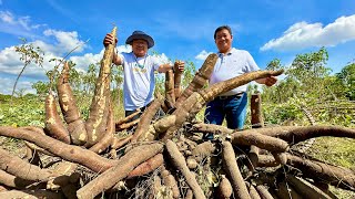 Record Breaking Giant Cassava Harvest Anglalaki at Sobrang Dami How to Grow Easy and Effective [upl. by Sivrat]