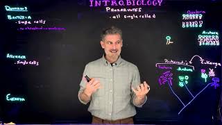 Overview of Relationship between Bacteria and Archaea [upl. by Ronoh]