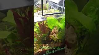 Chihiros Wrgb slim 2 Live plants [upl. by Oisorbma]