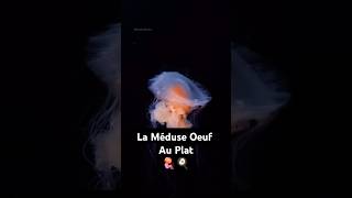 La Tueuse La Plus Ridicule Du Monde  La Méduse Oeuf Au Plat 🪼🍳 shorts meduse jellyfish kumo [upl. by Adnamaa525]