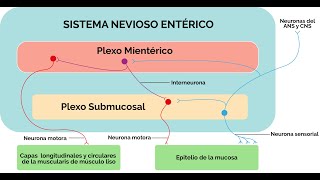 importancia de la Motilidad gastrointestinal para el uso de procineticos [upl. by Veronique90]