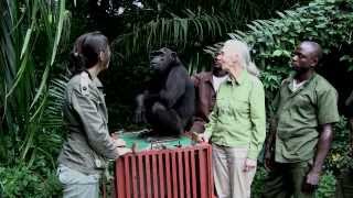 Lincroyable geste de Wounda à Jane Goodall [upl. by Laurel52]