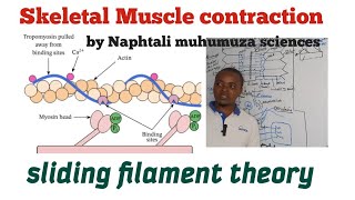 Skeletal Muscle Contraction  Sliding Filament Theory simplified  Excitable tissues [upl. by Rosalyn]