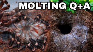 Tarantula Molted In Burrow Heres What You Need To Do QA [upl. by Barcus]