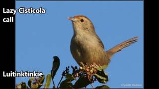 Lazy Cisticola call [upl. by Bowyer363]