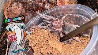 This is why Aphonopelma seemanni make a great starter tarantula [upl. by Brindell683]