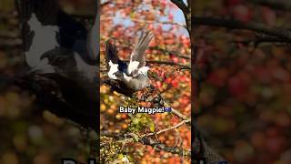 MAGPIE BABY SOUND  Call  Song  magpie baby sound [upl. by Andrew]