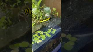 How I Got a Mudskipper Fish [upl. by Wolcott]