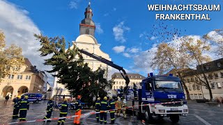 Weihnachtsbaum in Frankenthal wird aufgestellt November 2023 [upl. by Ysset394]