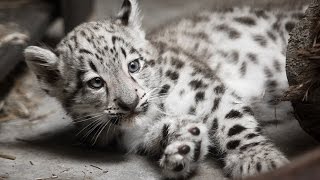 Snow Leopard Cub Exam at Cleveland Metroparks Zoo [upl. by Fidel]