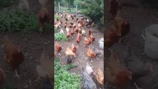 Kury gonią Gospodarza 😆 kura chicken jajka egg farming funnyvideo funny farmanimals shorts [upl. by Kerat]