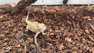 New baby bearded dragons plus feeding [upl. by Sutton563]