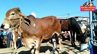 Entre Vacas Y Caballos Bonita Yegua Parida Con Potrillo A Buen Precio Además Toro Brahman Rojo [upl. by Ecar]