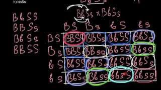 Dihybrid cross and law of probability [upl. by Cattan270]