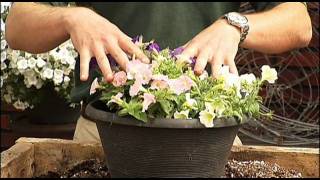 How to Plant your Surfinia Petunias [upl. by Musser252]