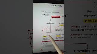 Vagus nerve neuroanatomy neetpg inicet [upl. by Malek]