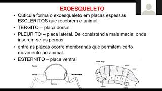 37 AULA  Subfilo Hexapoda  Classe Insecta Principais ordens [upl. by Donaugh]