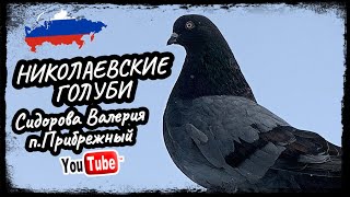 Николаевские голуби Сидорова Валерия пПрибрежный Самарская обл 2024 [upl. by Nicolai]