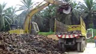 Palm Oil Mill BioMass Composting [upl. by Kalvin]