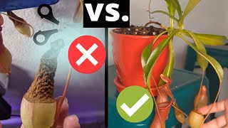 How to Trim Nepenthes Pitcher Plants and Promote Their Growth 🌿  Pruning Guide [upl. by Nancey122]