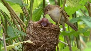 Big Brother Eviction Cuckoo Style  Natural World  BBC Earth [upl. by Ynhoj514]