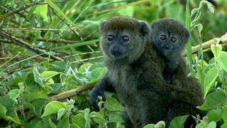 Bandro  Saving the Alaotran Gentle Lemur from extinction on Madagascars largest lake [upl. by Arbua239]