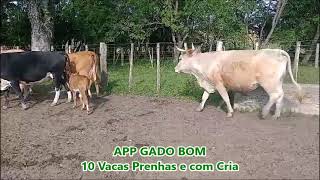 10 Vacas Prenhas e com Cria [upl. by Hellene]