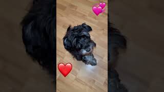 Meine Mama hat mir erlaubt…shortsyoutube dogfluencer hund animalslover animalslover viral [upl. by Pilif166]