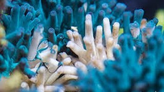 How to save sps corals from STN or RTN [upl. by Aivekahs391]