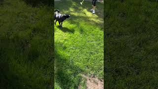 Cute Boxer Dog Video Chase Game dogs dogtraining puppy cute boxerdog [upl. by Yzeerb]