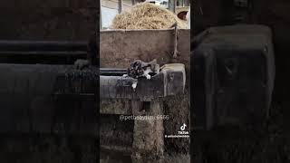 fyp fypシ゚viral comedy funny animals cat horse shorts like share america english nz eh [upl. by Goer857]