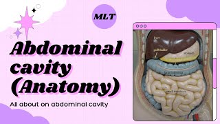 Abdominal cavity All about  MLT by vikram mehra [upl. by Entruoc]