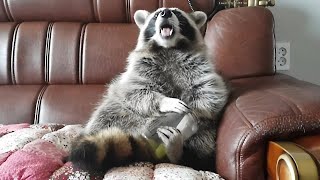 Raccoon sits like a human to eat grapes out of a jar [upl. by Laucsap]