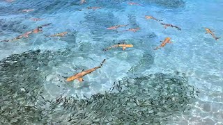 Swimming with Reef Sharks at Vilamendhoo Island Resort [upl. by Norval]