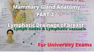 Lymphatic drainage of breast in hindi  Mammary gland lymphatic drainage anatomy in hindi [upl. by Shreve649]