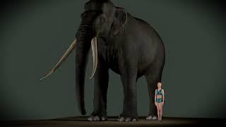 The Biggest Elephant Ever Palaeoloxodon Namadicus 3d Size Visualization [upl. by Delly]