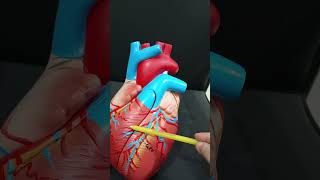 Coronary Arteries of the Heart Supply Areas and Dominance Explained [upl. by Arutak]