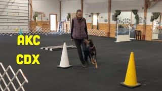 Doberman Training for AKC Open Obedience  CDX [upl. by Ociral]