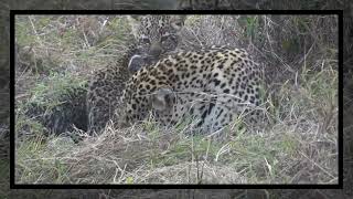 Leopard Mom in Maasai Mara adapting to tourist jeeps [upl. by Virg894]