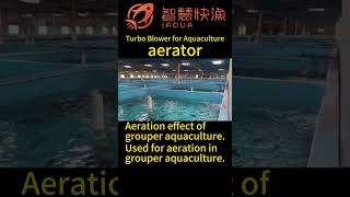 Aeration effect of grouper aquaculture，Turbo Blower for Aquacultureaerator aquaculture [upl. by Nwahsauq939]