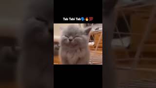 Tab Tabi Tab Cute Cat meme cat brainrot shorts arabic [upl. by Akcira742]