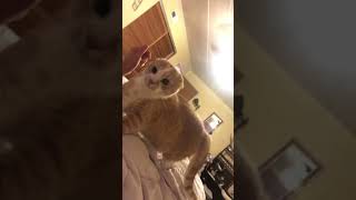 My Cat Gets Scared of my Facemask Original Video [upl. by Elbon]