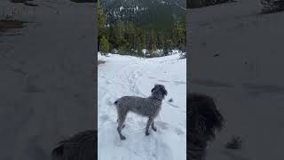 Wirehaired Pointing Griffon in the mountains [upl. by Attesoj150]