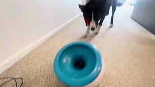 Automatic Ball Launchers For Your Dog  iFetch vs Petsafe [upl. by Maggs535]